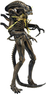 NECA - Aliens 7" scale action figure - Series 12 Xenomorph Warrior Brown (Battle Damaged)